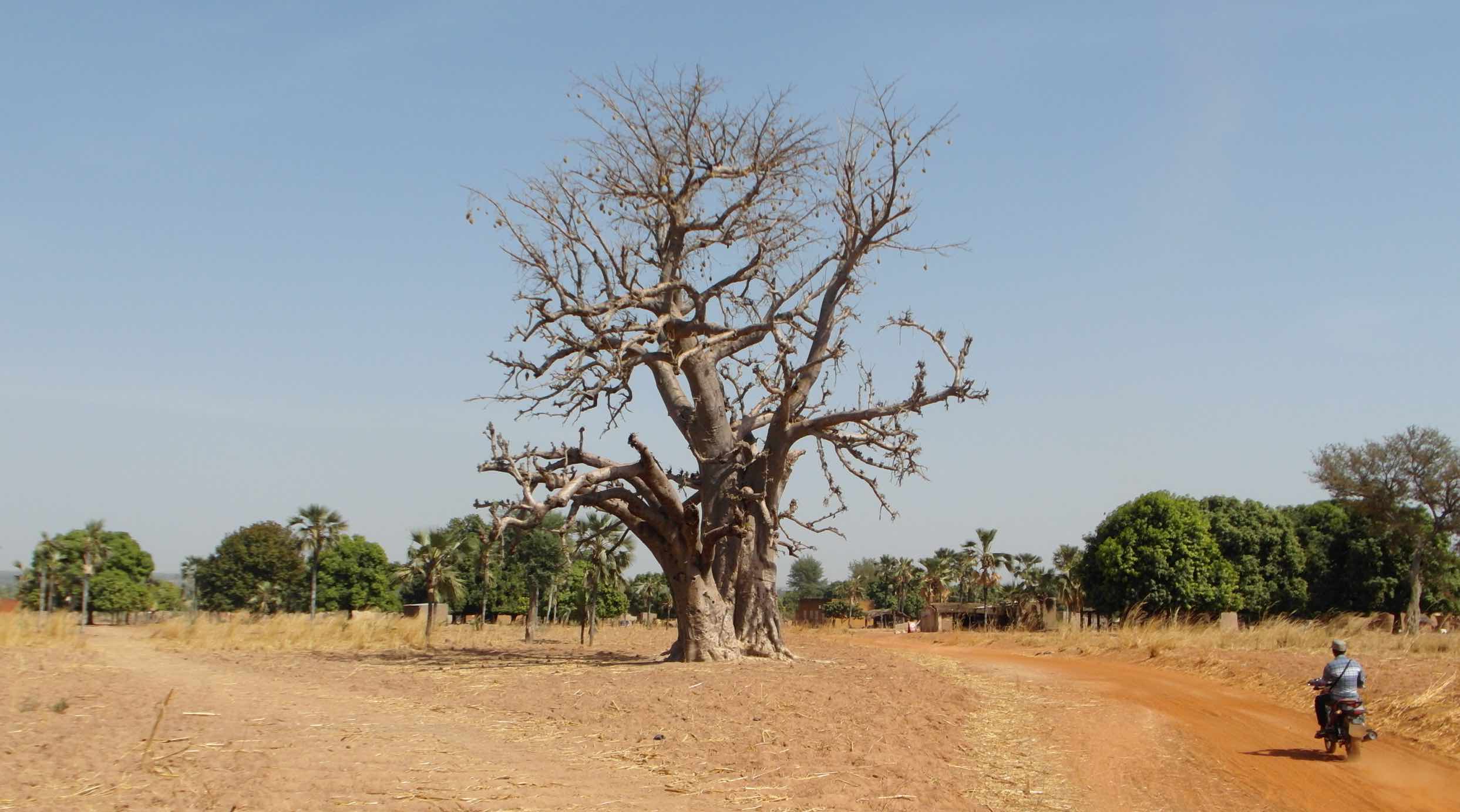 Baobab Banfora